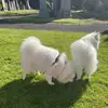 robert macgregor - @robert.macgregor2 - TikTok