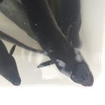 Mr. Robert - @robert_mallow - Instagram