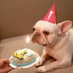 Robert Manuel - @robert.frenchie - Instagram