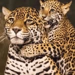 Robert Marcel - @robertmarcel63 - Instagram