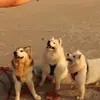 Robert Marks - @robert.marks38 - TikTok