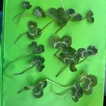 Robert Mathieson - @bvaq.seeds - Instagram
