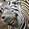 Robert Mcclaskey - @robert.mcclaskey - TikTok