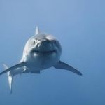 robert mcclung - @tikihutguy - Instagram