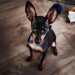 Robert Anthony McCraw - @lobozebra - Instagram