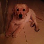 Robert Mcentee - @dogsnstuff606 - Instagram