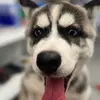 robert_mcdougle - @robert_mcdougle318 - TikTok