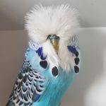 Robert McLaughlin - @mclaughlinbudgies - Instagram