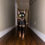 Robert S. McMillon - @freedom.thee.doberman - Instagram