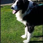 Robert McNabb - @waiporikennels - Instagram