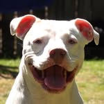 Robert McSweeney - @laughingdogfilms - Instagram