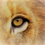 Robert Meredith - @lionsiphotography - Instagram