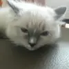 Robert Mikulski460 - @robertmikulski460 - TikTok