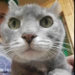 Robert Mott - @big_bob_the_brontosaurus - Instagram
