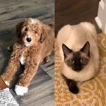 Grey Robert & Oliver Naismith - @grey_and_ollie - Instagram