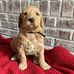 Mr. Robert golden doodle puppies for sale near me - Facebook
