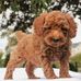 Mr. Robert Golden doodle puppies for sale near me - Facebook