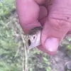 Robert Nelson - @robert.nelson6682 - TikTok