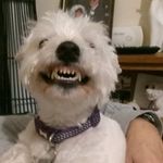 robert nettleship - @robert_nett - Instagram