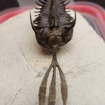 Robert Orr - @evoraistfossils - Instagram