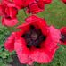 Robert Ostermann - Facebook