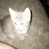 Robert Pack - @robert.l.pack - TikTok
