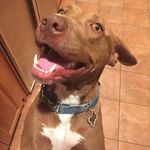 Roberto - @robert.padovano - Instagram