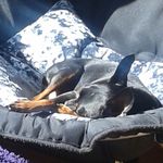 Robert Pascoe - @rob.and.dogs.woof - Instagram