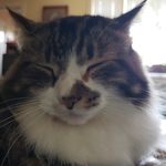 Robert Pearson - @mavis_saves_us - Instagram