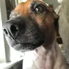 Robert Pearson - @sausagedogs31 - TikTok