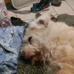 Robert Pelham - @pelhamrobert - Instagram