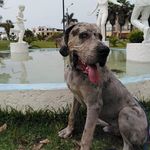 Robert Pereda - @pereda_robert - Instagram