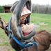 Robert Peri - Facebook