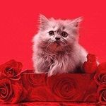 Robert Perrin - @robert.perrin.3998 - Instagram