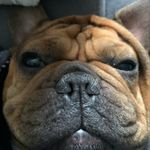 @robertpetrovitski - Instagram