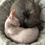 Robert Petzel - @ancient_city_exotics - Instagram