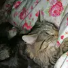 robertpfeffer - @robertpfeffer - TikTok