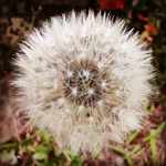 Robert Philemon - @pangsit - Instagram