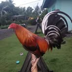 Robert Plata - Facebook