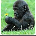 Robert N Viola Plett - @rvpfarms - Instagram