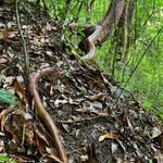 Michael Robert Poland Caliendo - @cangrejo_arboreo - Instagram