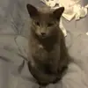 robertpollock - @followkittydreams - TikTok