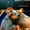 Robert Priems - @robert.priems - TikTok
