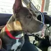 Reddz 1247 - @robertpurdie - TikTok