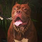Rakesh Robert - @rakesh.robert.562 - Instagram