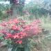 Robert SK Rang Rai - Facebook