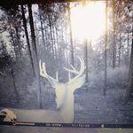 Robert Rawls - @deerpockets1 - Instagram
