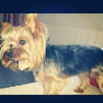 Robert Rawson - @wringeeri - Instagram