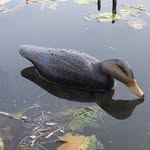 Bayshore Decoys by Robert Reitmeyer - @bayshoredecoys - Instagram