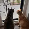 Bert - @robert.renard_ - TikTok